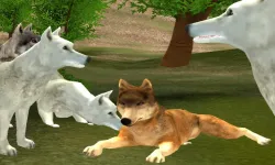 Wild Wolves image