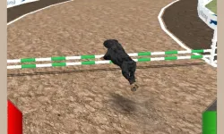 image bg Crazy Real Dog Race