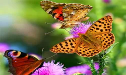 image bg Butterfly Slide