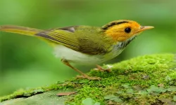 Birds Slide image