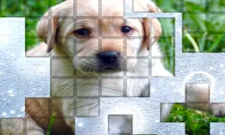 PicPu Dog image